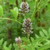 Glycyrrhiza glabra - Alcaçuz, Liquorice, Licorice, Raiz doce, Regaliz - Image 2