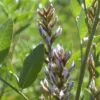 Glycyrrhiza glabra - Alcaçuz, Liquorice, Licorice, Raiz doce, Regaliz - Image 3