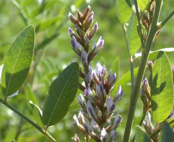Glycyrrhiza glabra - Alcaçuz, Liquorice, Licorice, Raiz doce, Regaliz - Image 3