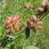 Glycyrrhiza glabra - Alcaçuz, Liquorice, Licorice, Raiz doce, Regaliz - Image 4