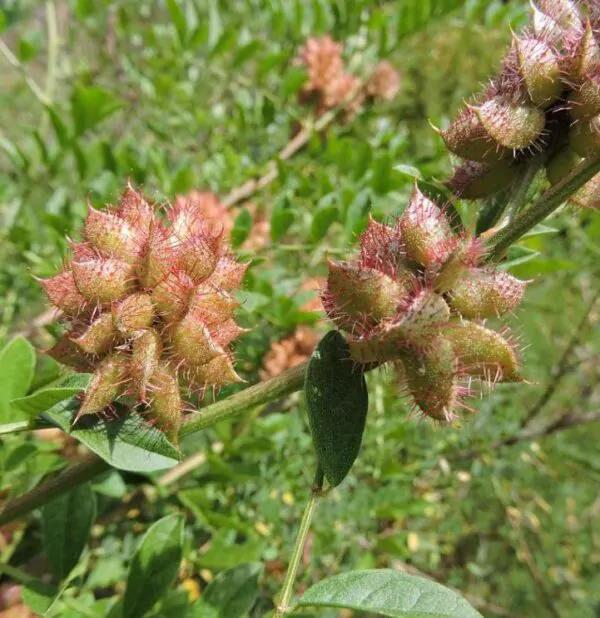 Glycyrrhiza glabra - Alcaçuz, Liquorice, Licorice, Raiz doce, Regaliz - Image 4