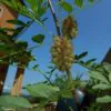 Glycyrrhiza glabra - Alcaçuz, Liquorice, Licorice, Raiz doce, Regaliz - Image 5