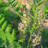 Glycyrrhiza glabra - Alcaçuz, Liquorice, Licorice, Raiz doce, Regaliz - Image 6