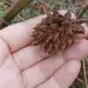 Glycyrrhiza glabra - Alcaçuz, Liquorice, Licorice, Raiz doce, Regaliz - Image 7