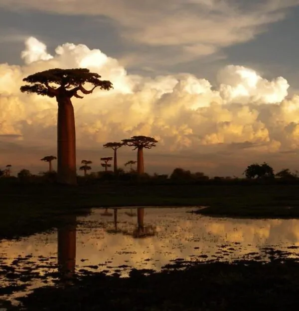 Adansonia grandidieri - Baobá Grandidieri, Baobá de Madagascar, Baobá de Morondava - Image 3