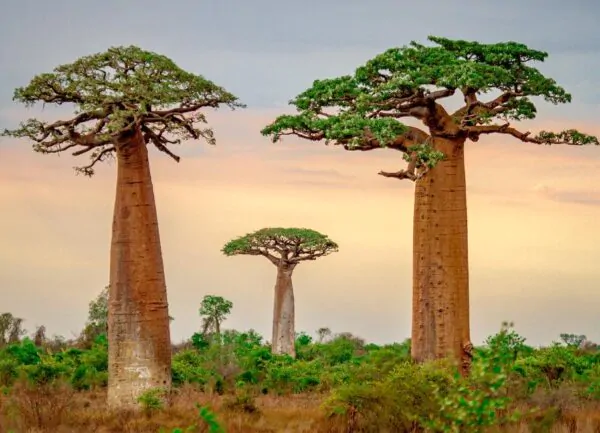 Adansonia grandidieri - Baobá Grandidieri, Baobá de Madagascar, Baobá de Morondava - Image 7
