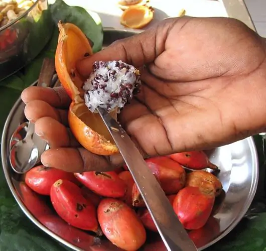 Aframomum alboviolaceum - Ginguenga, Jinguenga, Grãos do Paraiso, Fruto do Céu, Tondolo