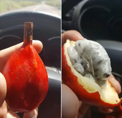 Aframomum alboviolaceum - Ginguenga, Jinguenga, Grãos do Paraiso, Fruto do Céu, Tondolo - Image 4