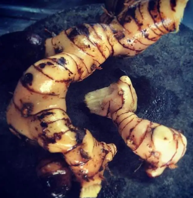 Alpinia galanga (Rizoma) - Galanga, Kew Lam (Gengibre Azul), Thai Ginger, Galangal (Rizoma) - Imagem 2