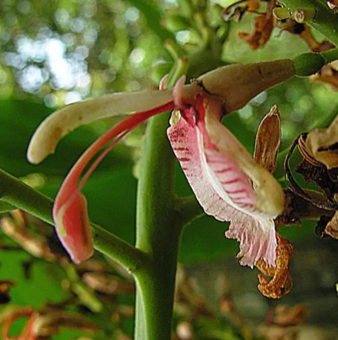 Alpinia galanga (Rizoma) - Galanga, Kew Lam (Gengibre Azul), Thai Ginger, Galangal (Rizoma) - Imagem 3
