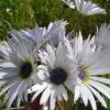 Arctotis grandis - Margarida Africana de Olhos Azuis, Blue Eyed Daisy, Margarida Africana Grandis