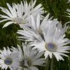 Arctotis grandis - Margarida Africana de Olhos Azuis, Blue Eyed Daisy, Margarida Africana Grandis - Image 2