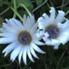 Arctotis grandis - Margarida Africana de Olhos Azuis, Blue Eyed Daisy, Margarida Africana Grandis - Image 4