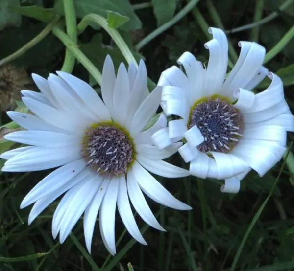 Arctotis grandis - Margarida Africana de Olhos Azuis, Blue Eyed Daisy, Margarida Africana Grandis - Image 4