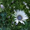 Arctotis grandis - Margarida Africana de Olhos Azuis, Blue Eyed Daisy, Margarida Africana Grandis - Image 5