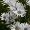 Arctotis grandis - Margarida Africana de Olhos Azuis, Blue Eyed Daisy, Margarida Africana Grandis - Image 7