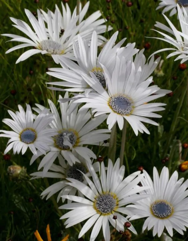 Arctotis grandis - Margarida Africana de Olhos Azuis, Blue Eyed Daisy, Margarida Africana Grandis - Image 7