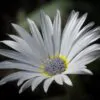 Arctotis grandis - Margarida Africana de Olhos Azuis, Blue Eyed Daisy, Margarida Africana Grandis - Image 8