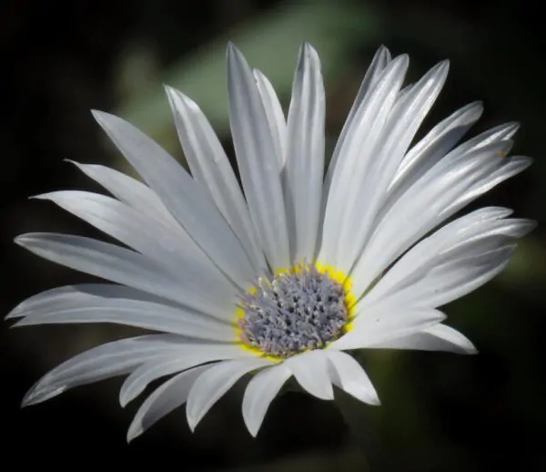 Arctotis grandis - Margarida Africana de Olhos Azuis, Blue Eyed Daisy, Margarida Africana Grandis - Image 8