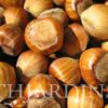 Corylus avellana - Avelã, Avelãs Giresum, Hazelnut
