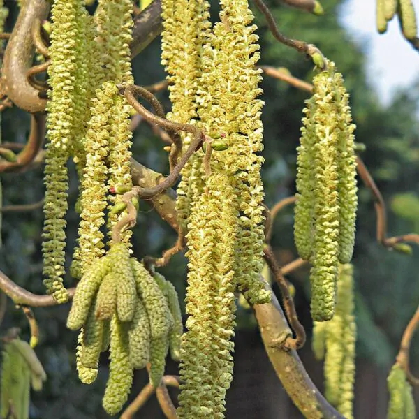 Corylus avellana - Avelã, Avelãs Giresum, Hazelnut - Image 2