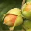 Corylus avellana - Avelã, Avelãs Giresum, Hazelnut - Image 3