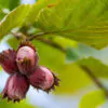Corylus avellana - Avelã, Avelãs Giresum, Hazelnut - Image 4
