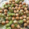 Corylus avellana - Avelã, Avelãs Giresum, Hazelnut - Image 5