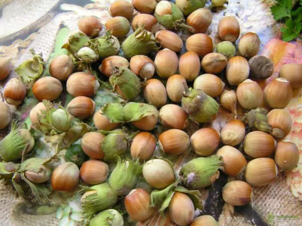 Corylus avellana - Avelã, Avelãs Giresum, Hazelnut - Image 5