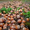 Corylus avellana - Avelã, Avelãs Giresum, Hazelnut - Image 6