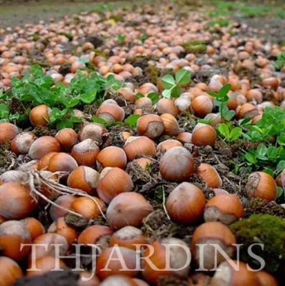 Corylus avellana - Avelã, Avelãs Giresum, Hazelnut - Image 6