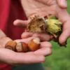 Corylus avellana - Avelã, Avelãs Giresum, Hazelnut - Image 7
