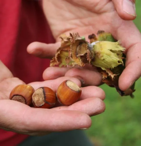 Corylus avellana - Avelã, Avelãs Giresum, Hazelnut - Image 7