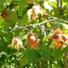 Corylus avellana - Avelã, Avelãs Giresum, Hazelnut - Image 8
