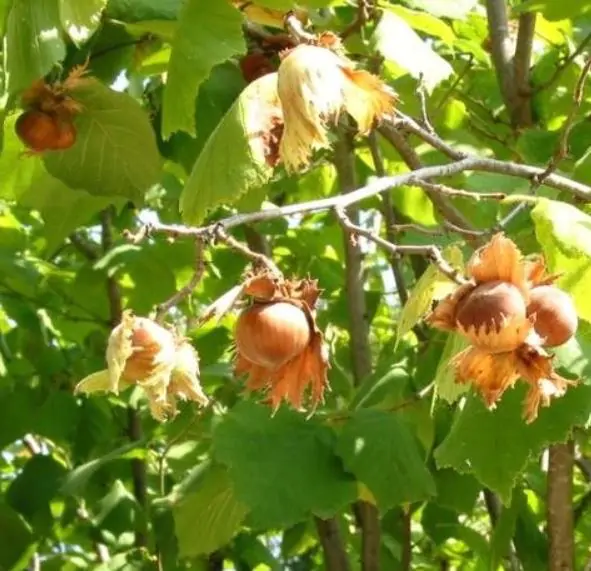 Corylus avellana - Avelã, Avelãs Giresum, Hazelnut - Image 8