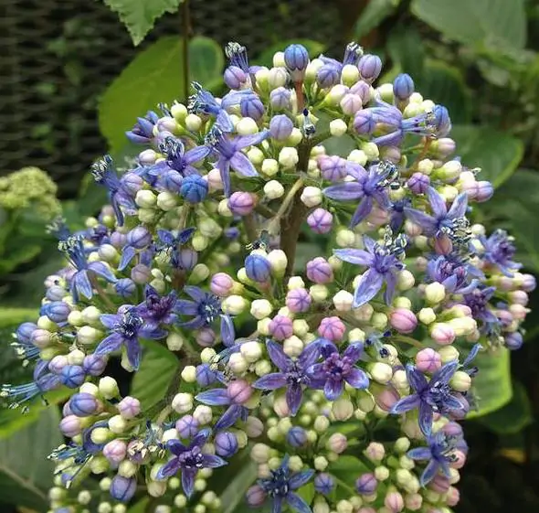 Dichroa febrifuga - Hortência Tibetana, Hortênsia Perene Azul, Quinino Chinês - Imagem 2