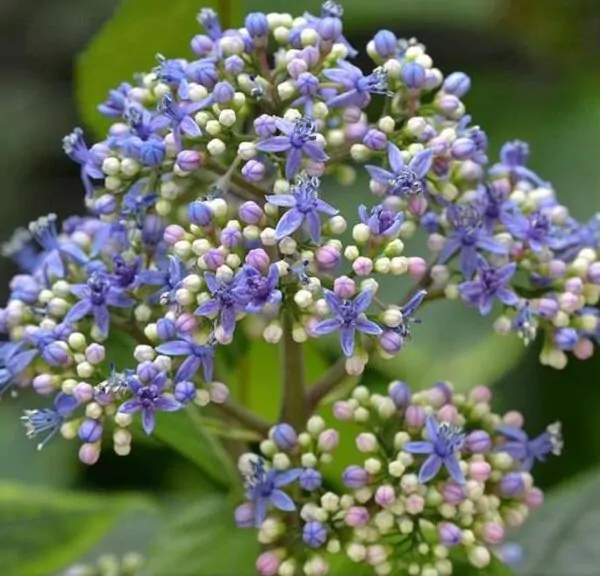 Dichroa febrifuga - Hortência Tibetana, Hortênsia Perene Azul, Quinino Chinês - Imagem 3