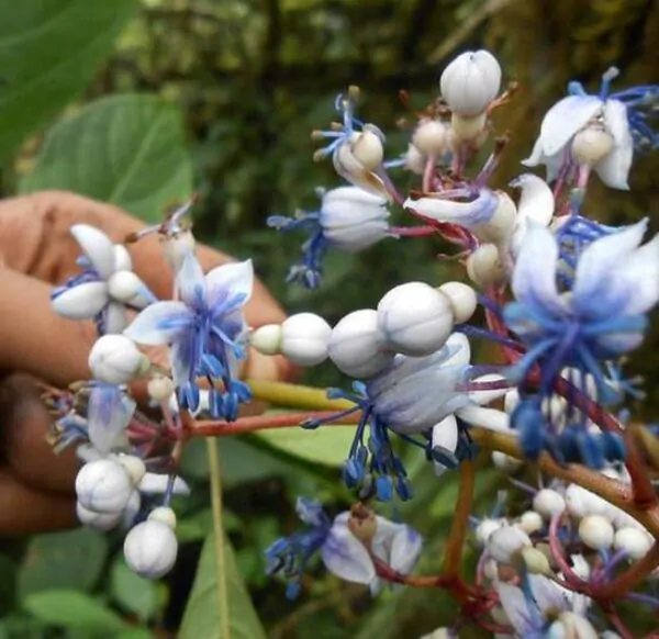 Dichroa febrifuga - Hortência Tibetana, Hortênsia Perene Azul, Quinino Chinês - Imagem 4