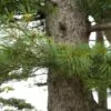 Pinus koraiensis - Pinheiro Coreano, Pinho Coreano, Pinnothin, Pinhole - Image 2