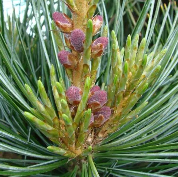 Pinus koraiensis - Pinheiro Coreano, Pinho Coreano, Pinnothin, Pinhole - Image 3