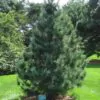 Pinus koraiensis - Pinheiro Coreano, Pinho Coreano, Pinnothin, Pinhole - Image 4
