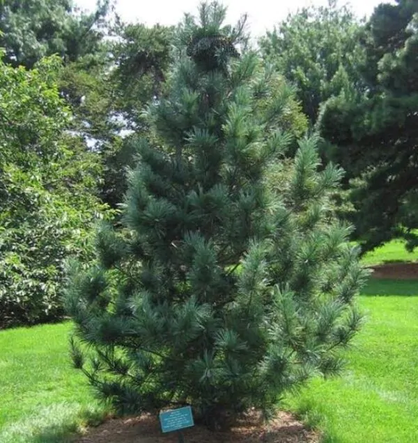 Pinus koraiensis - Pinheiro Coreano, Pinho Coreano, Pinnothin, Pinhole - Image 4