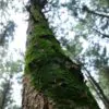 Pinus koraiensis - Pinheiro Coreano, Pinho Coreano, Pinnothin, Pinhole - Image 5
