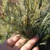 Pinus koraiensis - Pinheiro Coreano, Pinho Coreano, Pinnothin, Pinhole - Image 8