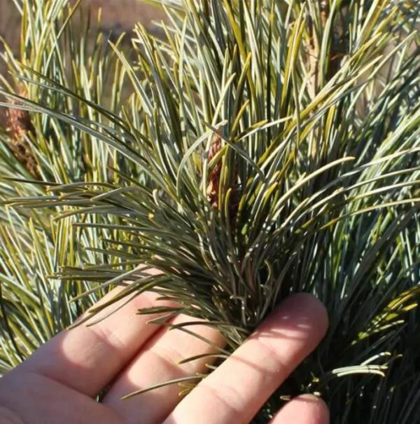 Pinus koraiensis - Pinheiro Coreano, Pinho Coreano, Pinnothin, Pinhole - Image 8