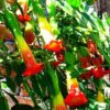 Brugmansia Sanguinea - Brugmansia vermelha, árvore datura vermelha, árvore trombeta de anjo - Image 3