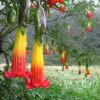 Brugmansia Sanguinea - Brugmansia vermelha, árvore datura vermelha, árvore trombeta de anjo - Image 4