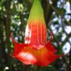 Brugmansia Sanguinea - Brugmansia vermelha, árvore datura vermelha, árvore trombeta de anjo - Image 6