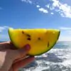 Citrullus lanatus Janosik - Melancia Janosik, Melancia de Polpa Amarelo Ouro Polonesa, Melancia Amarela - Image 2