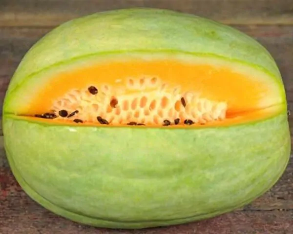 Citrullus lanatus Desert King - Melancia Rei do Deserto, Melancia doce de polpa amarela, Melancia Desert King